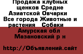 Продажа клубных щенков Средне Азиатской Овчарки - Все города Животные и растения » Собаки   . Амурская обл.,Мазановский р-н